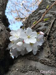 夏日の桜