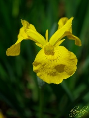 黄菖蒲