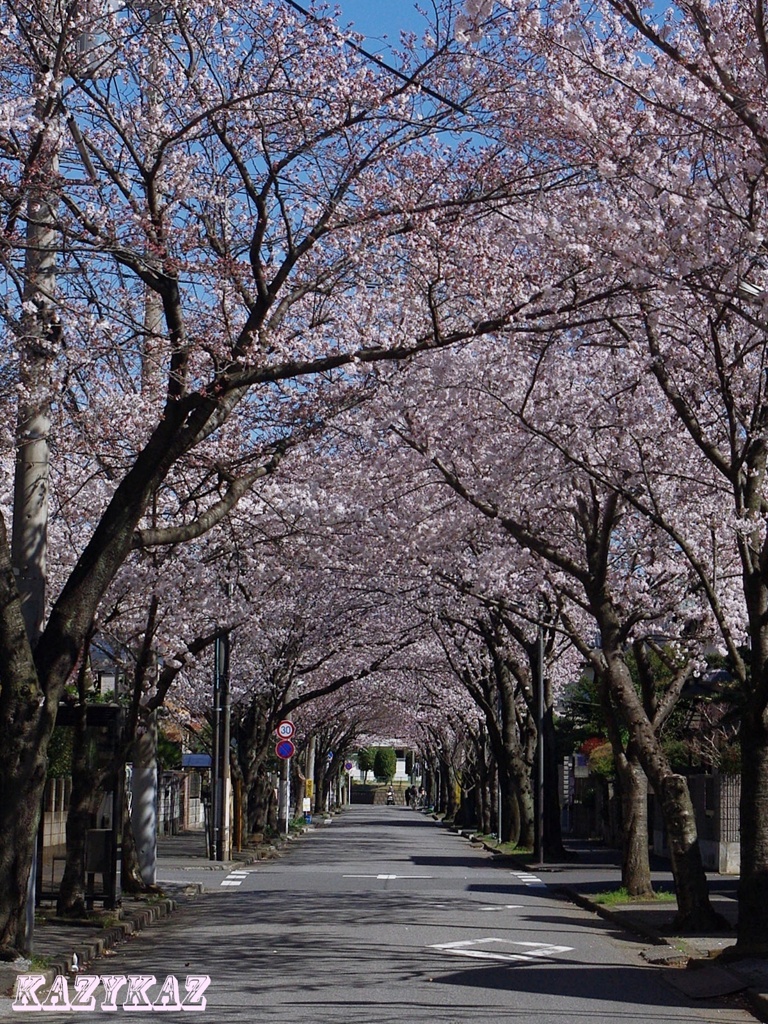 桜トンネル