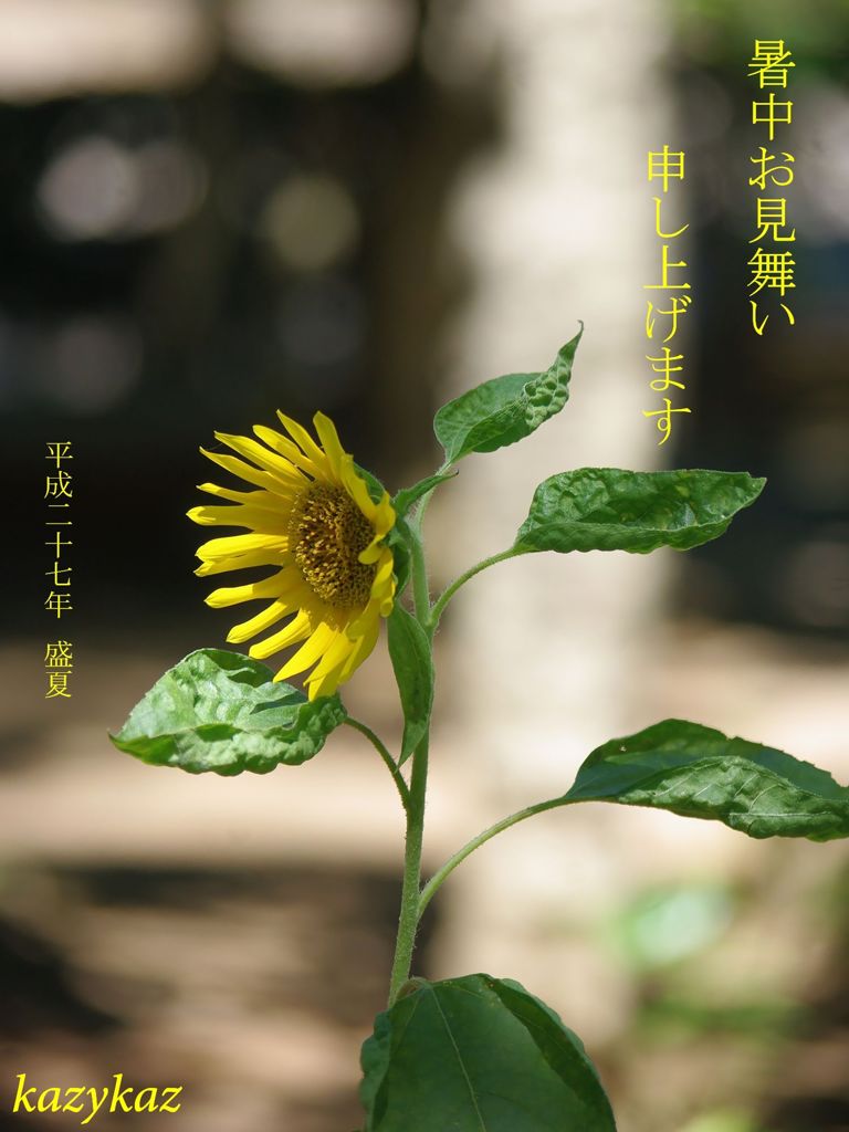 暑中お見舞い申し上げます
