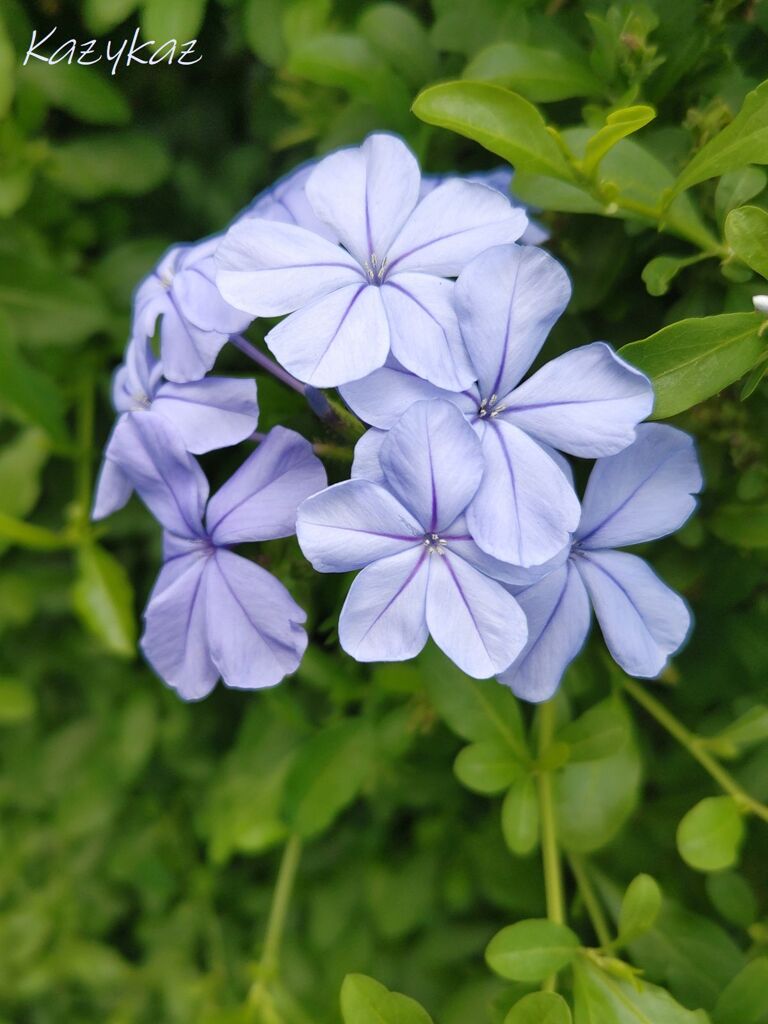 秋の優美