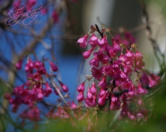 寒緋桜