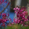 寒緋桜