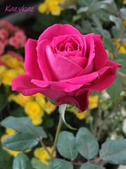 エキナカの秋薔薇