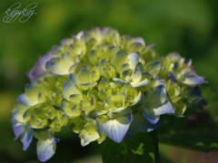 色づく頃（scene1）