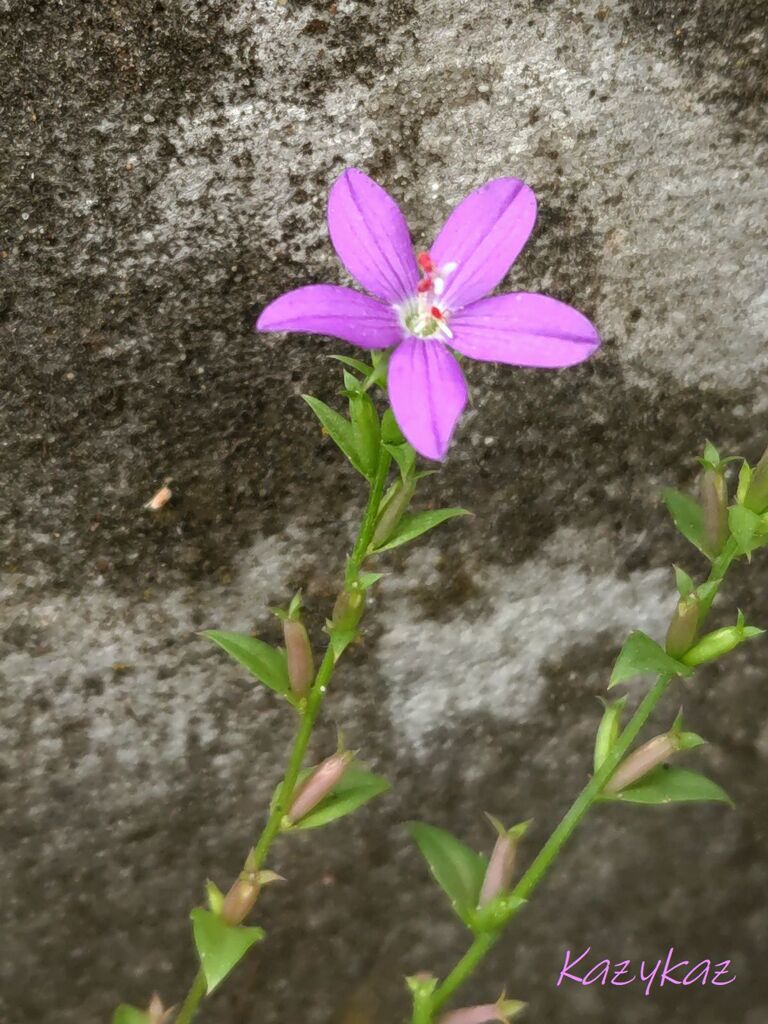 ヒナキキョウソウ