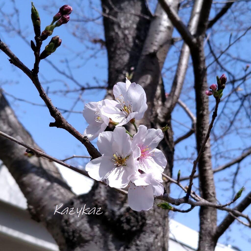 開花！