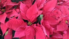 クリスマスカラー