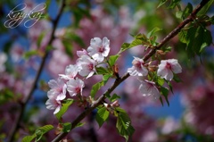 河津桜