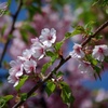 河津桜