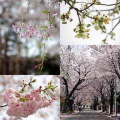 ご近所の桜