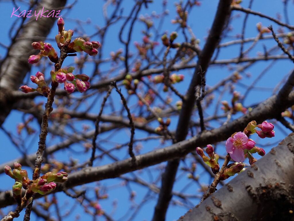カワヅザクラ（花一輪）