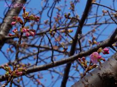 カワヅザクラ（花一輪）