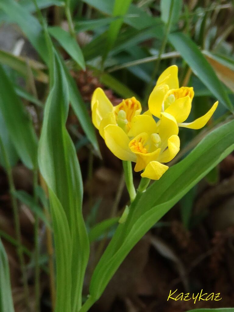黄金週間
