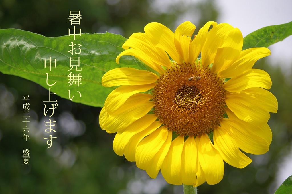 盛夏