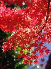紅息吹
