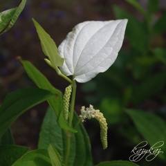 ７月１日