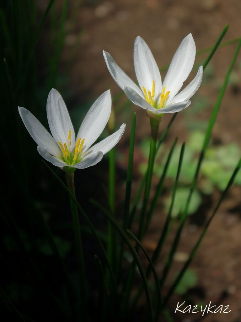 にこたま