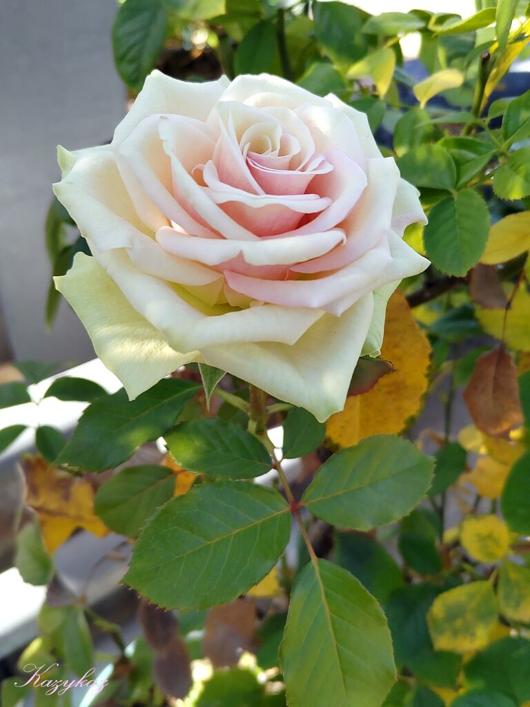 名も無き薔薇