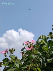 空と雲＆芙蓉と