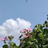 空と雲＆芙蓉と