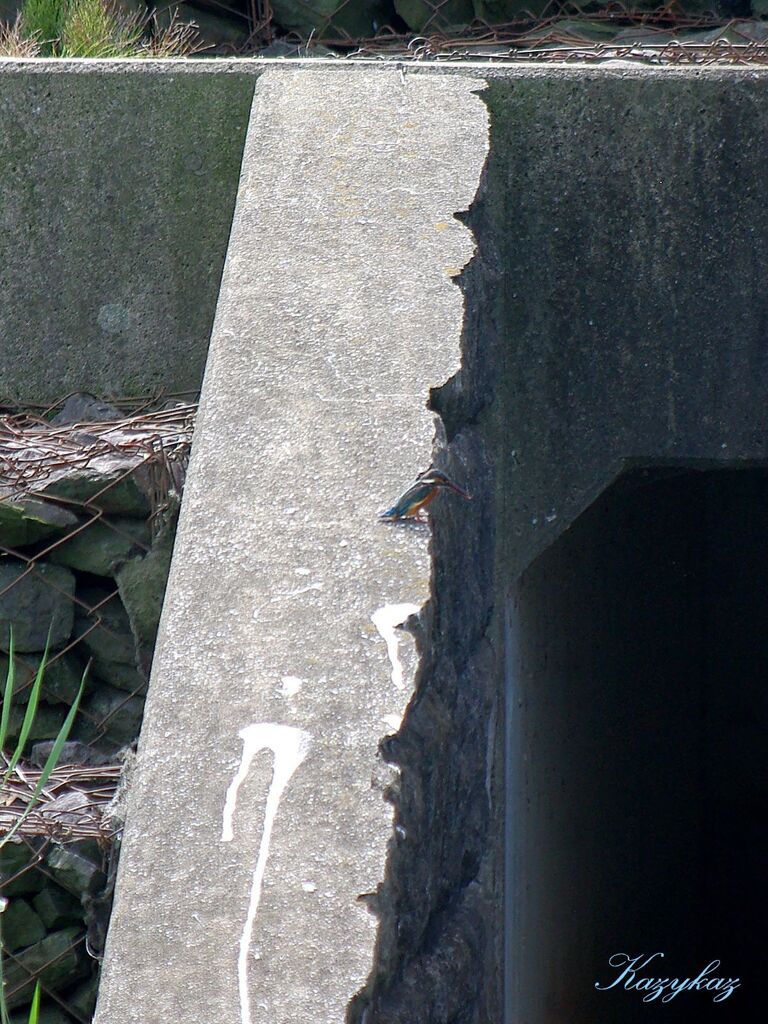 遠くのカワセミさん
