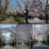 桜並木あちこち