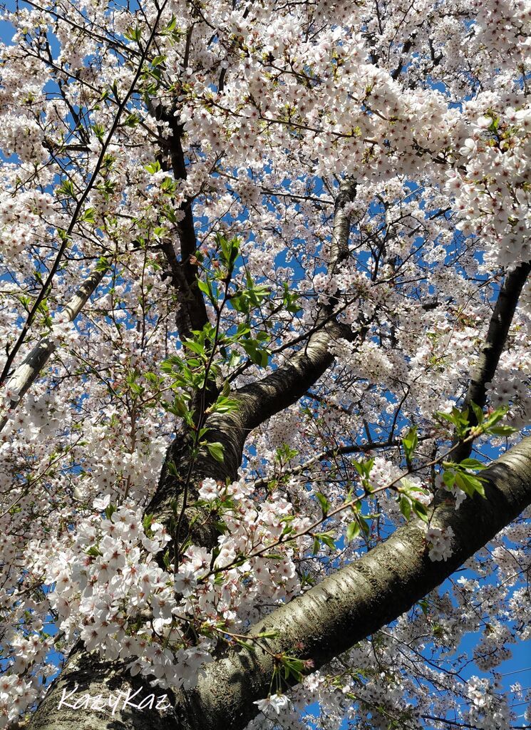 桜・青空・新緑