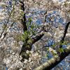 桜・青空・新緑