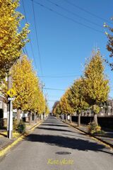 小春日に　並木輝く　師走入り