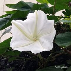 朝のヨルガオ