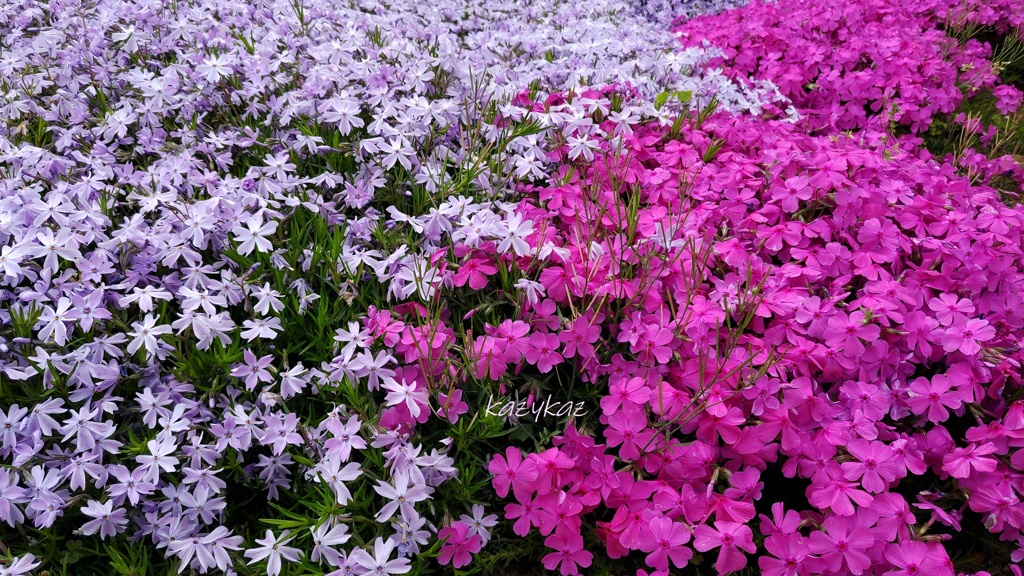 もう一つの桜
