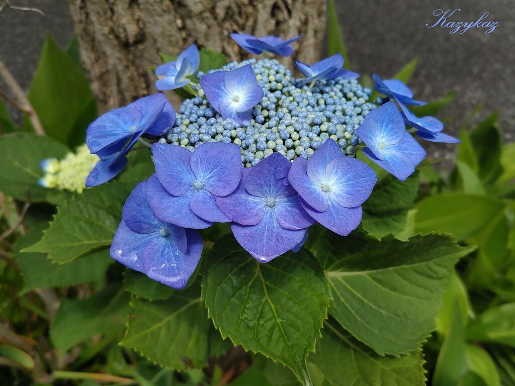 色濃く染まりて