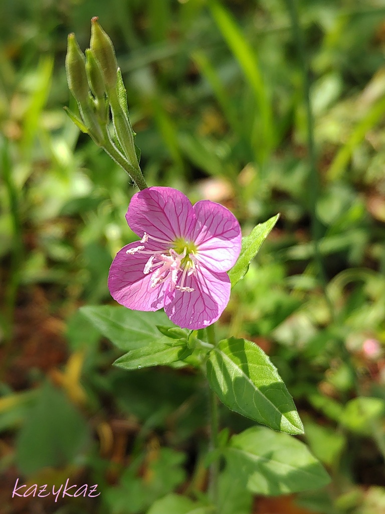 春小花