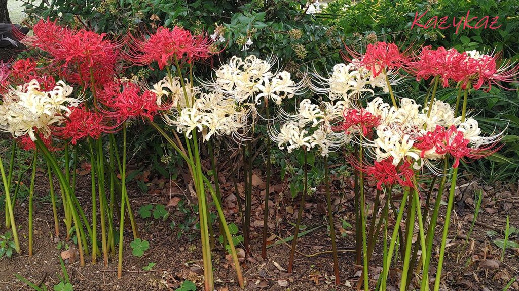 紅白