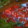 紅葉＜２＞