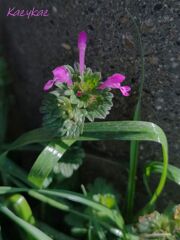 春野草＜２＞
