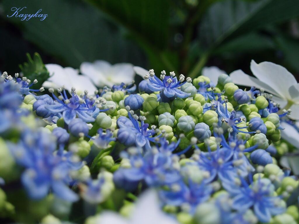 両性花