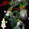 Very Merry Christmas♪