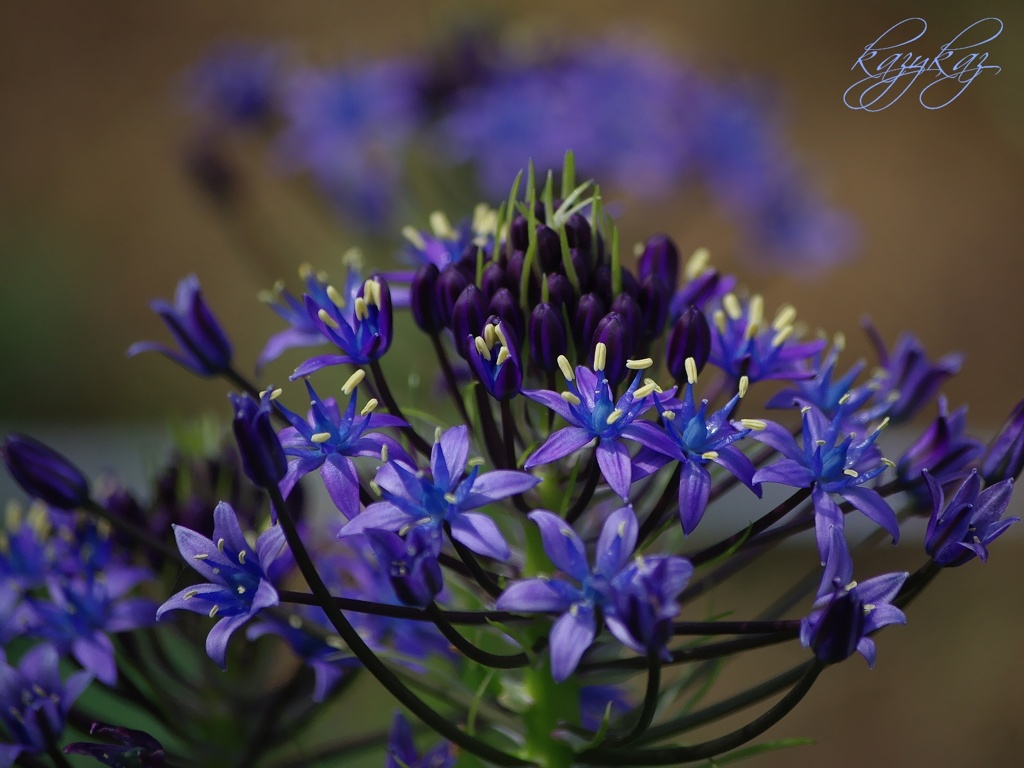 Scilla peruviana