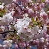 八重桜