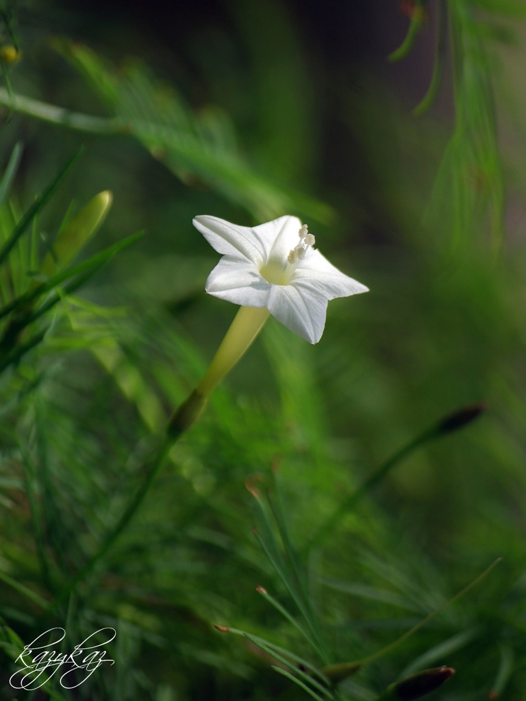 煌く星花