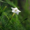 煌く星花