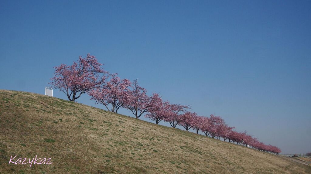 市川南江戸川堤防河津桜並木