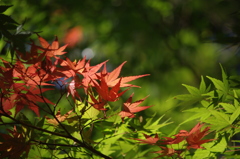 紅葉１