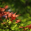 紅葉１