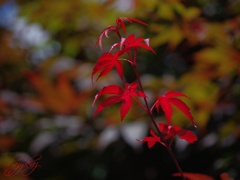 紅、燃ゆる