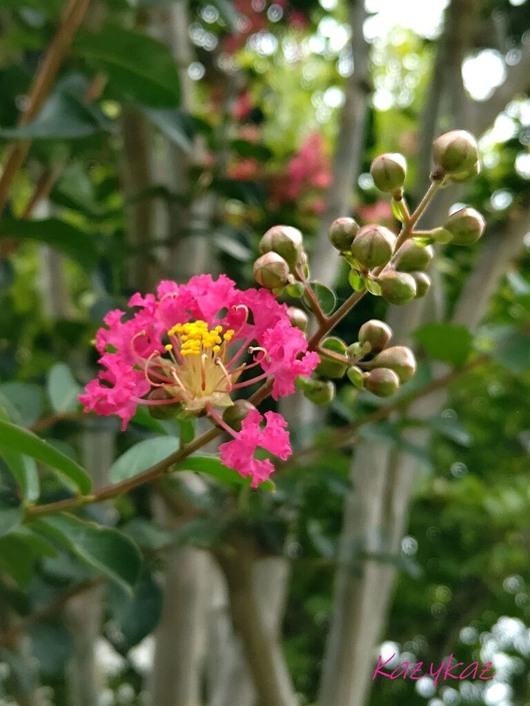 立秋