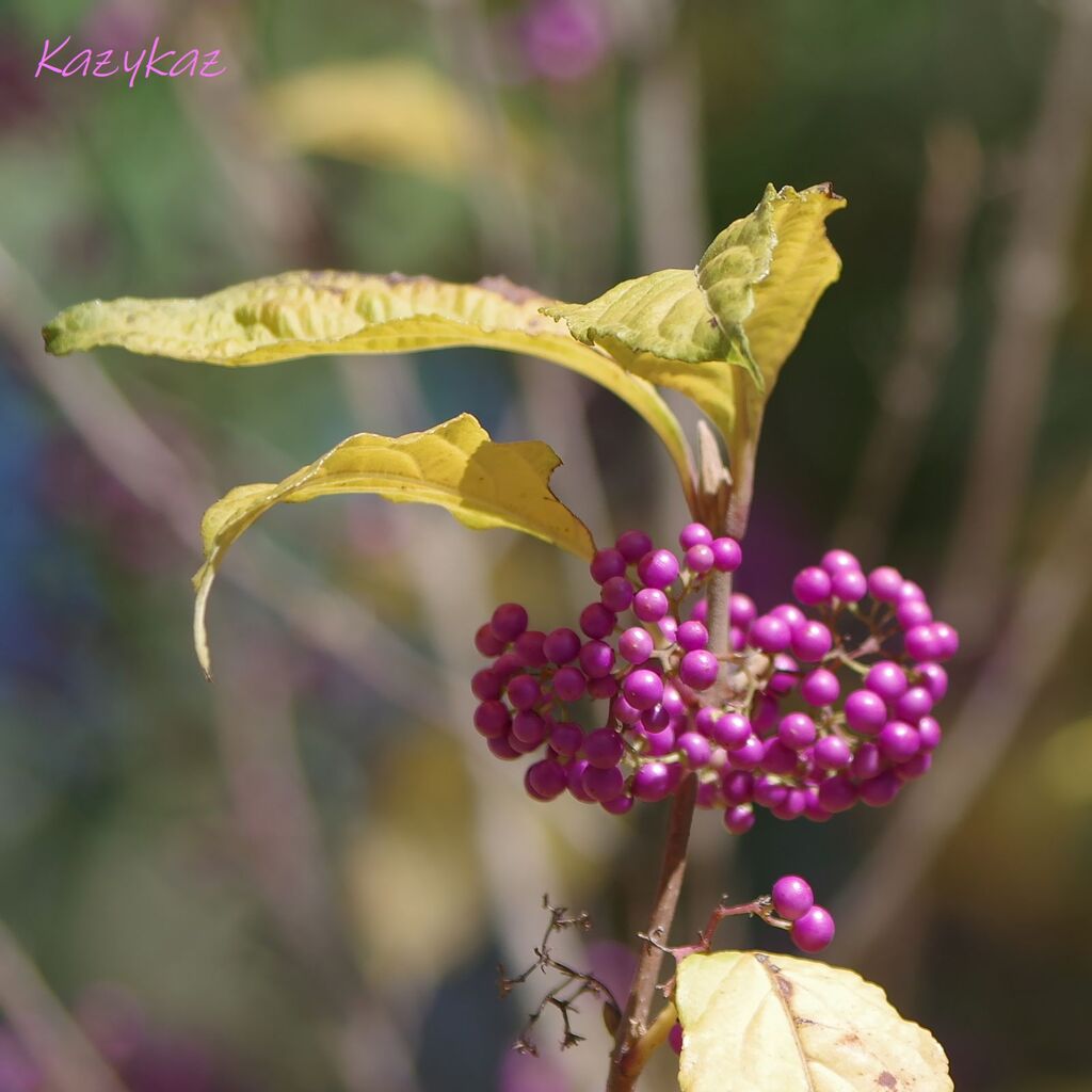 好きな子集まれ～！