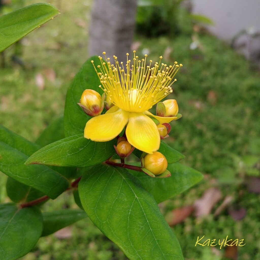 ヒペリカム（花）